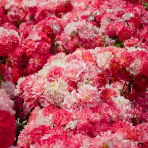 Pink Carnation Vase