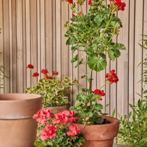 Florist Choice Blooming Plant