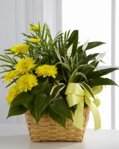 The FTD® Loving Light™ Dishgarden is a ray of hope and a beautiful symbol of eternal life offered through our finest collection of plants. A palm plant, peace lily plant, dracaena plant and philodendron plant create an exquisite look when brought together in a 7-inch natural woodchip basket and accented with stems of bright yellow chrysanthemums. Adorned with a yellow satin ribbon, this gorgeous dishgarden will bring comfort and extend sympathy throughout the months ahead.
