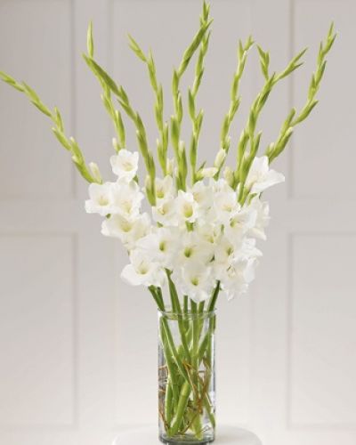 <p>Ten pure white gladiolus are arranged in a clear glass cylinder. Pure serenity.</p>