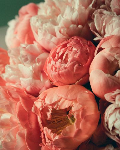 <p>Our Pink Florist Choice arrangement is a beautifully handcrafted bouquet featuring fresh seasonal blooms in soft blush, vibrant pink, and rosy hues. Designed with the florist’s creative touch, each arrangement is uniquely styled to create a charming and elegant floral gift for any occasion.</p>