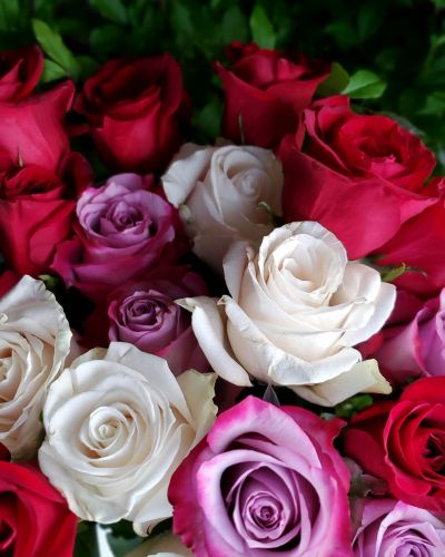 <p>Our Florist Choice Roses by the Dozen features a hand-selected assortment of premium roses, thoughtfully arranged by our designers for a fresh and unique presentation. Let our floral team create a beautiful bouquet using the season’s finest blooms in a stunning mix of colors and style.</p>
