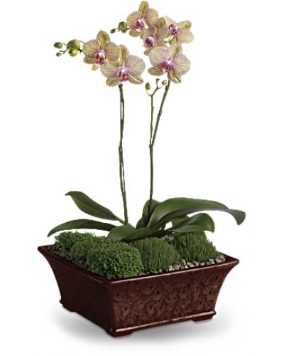 A duet of phalaenopsis orchids dance gracefully upward from a bed of natural seed gravel and moss. Presented in a serenely beautiful decorative planter, these tropical houseplants can thrive for years in the right conditions.
Two miniature lavender phalaenopsis plants are delivered in a footed planter, accompanied by gravel and moss.